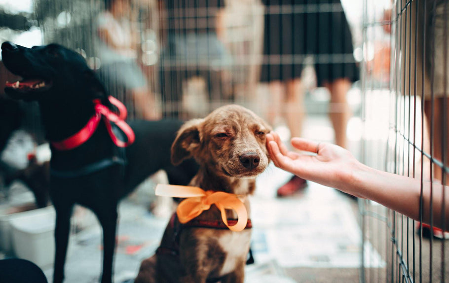 3 Reasons You May Be Petting Your Dog Wrong