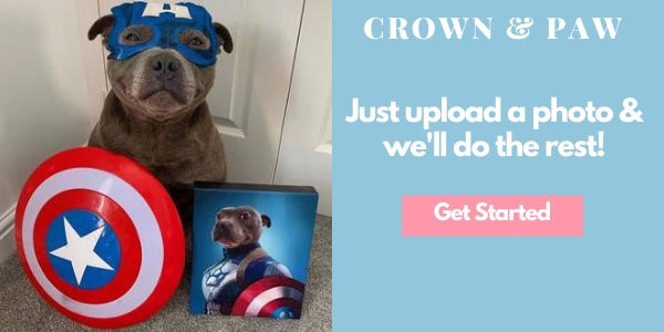 Pet Dressed as Captain America Pet Portrait