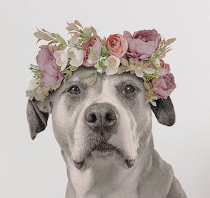 Floral Crown Portraits