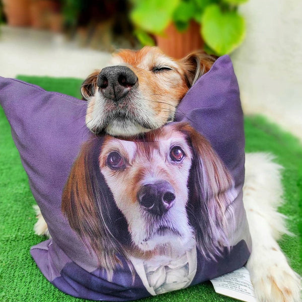 Soothing Separation Anxiety: Tips for Dogs and Owners