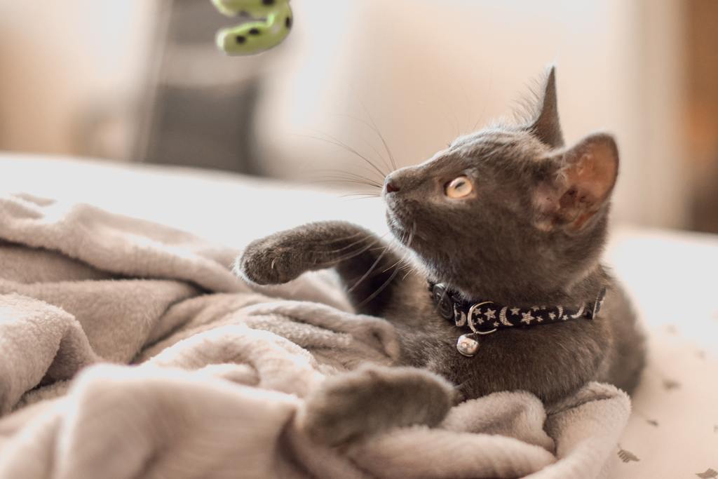 Cat playing with a toy
