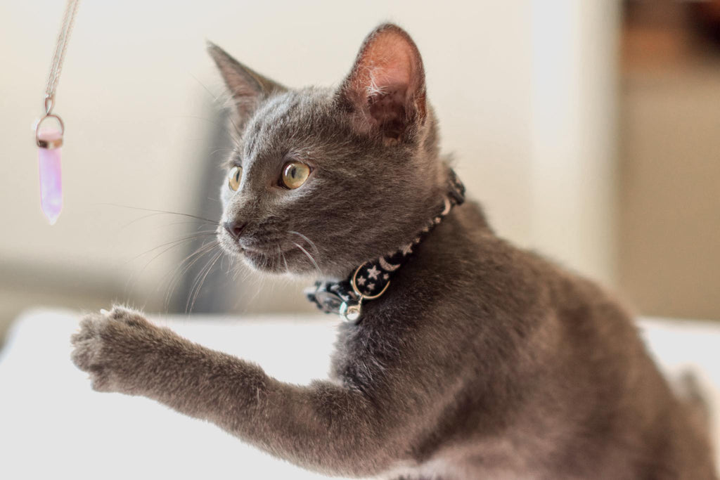 Cat Playing with collar