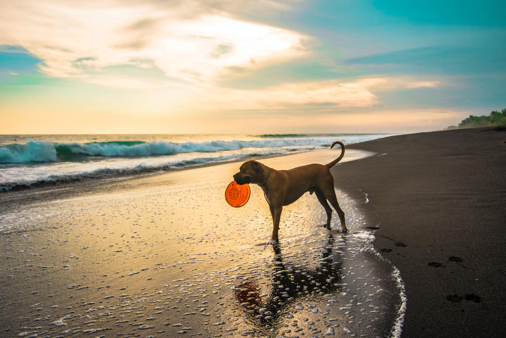 Beach Dog Wallpaper 2