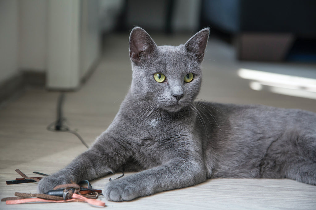 Russian Blue Cat