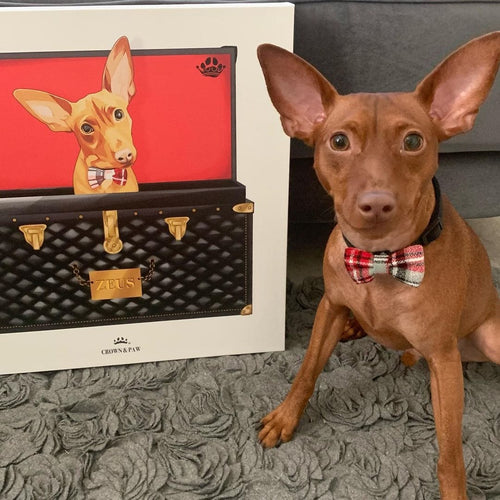 Crown and Paw - Black and Gold Luxury Trunk Pet Portrait